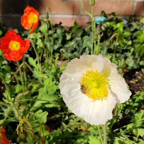 Meet your Posher, Roxxy - Picture 1 of 1